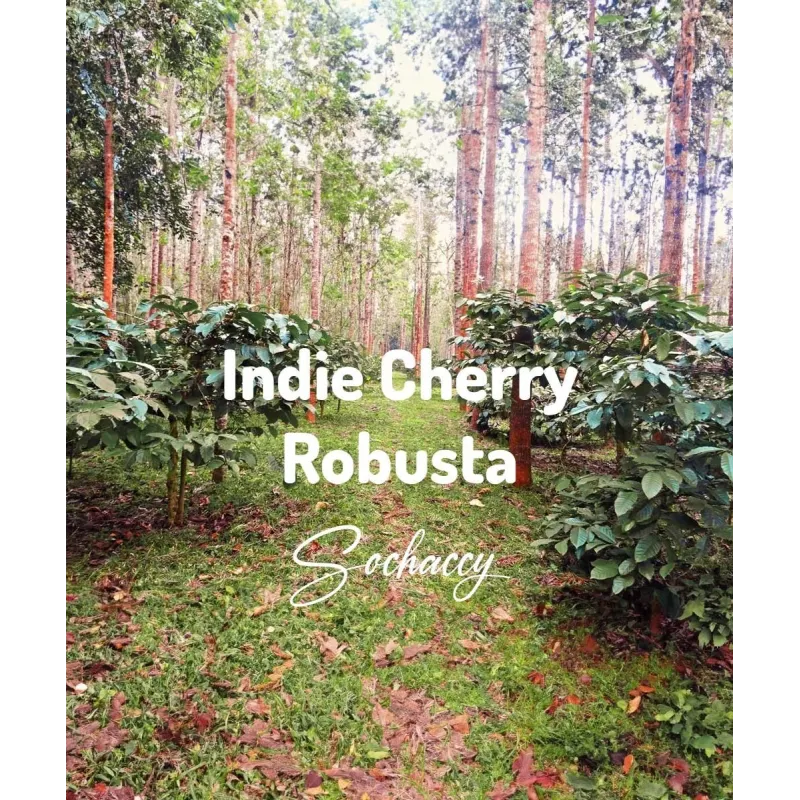 Plantacja kawy India Cherry — Karnataka, Indie, świeżo palona Robusta