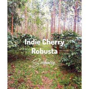 Plantacja kawy India Cherry — Karnataka, Indie, świeżo palona Robusta