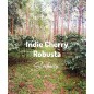 India Cherry | Kawa Ziarnista | Świeżo Palona Robusta