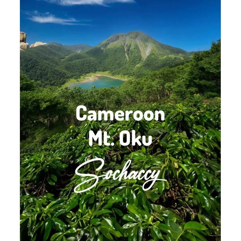 Plantacja kawy Kamerun Mt. Oku — Mt.Oku, Kamerun, świeżo palona Arabica