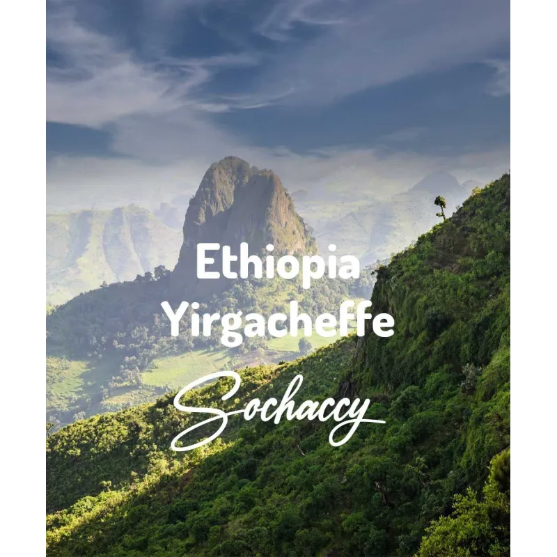 Plantacja kawy Etiopia Yirgacheffe — Sidamo, Etiopia, świeżo palona Arabica