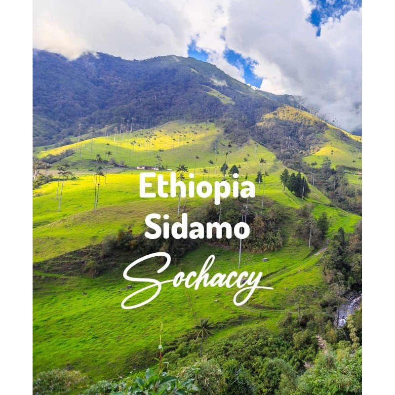 Kawa Etiopia Sidamo | Kawa Ziarnista | Świeżo Palona Arabica| SwiezoWypalana.pl |Region Sidamo