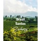 Brazylia Santos Sochaccy | Kawa Ziarnista | Świeżo Palona Arabica
