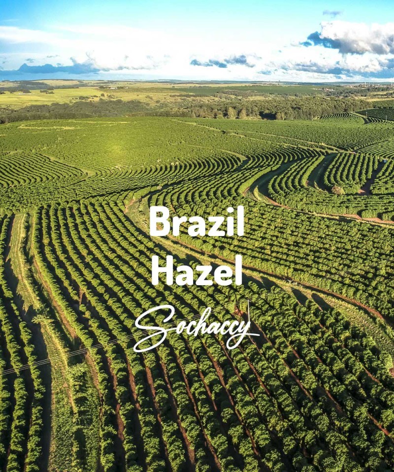 Plantacja kawy ziarnistej w Brazylii. Kawa Brazylia Cemorrado Hazel