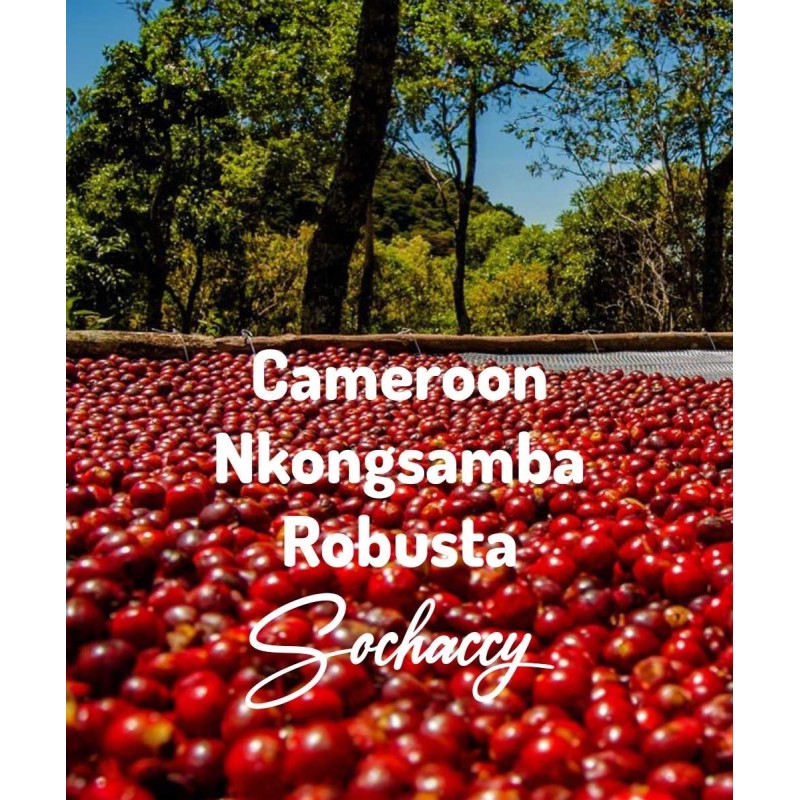 Kawa Kamerun Nkongsamba | Kawa Ziarnista | Świeżo Palona Robusta| SwiezoWypalana.pl |Kamerun