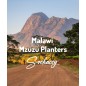 Malawi Mzuzu Planters | Kawa Ziarnista | Świeżo Palona Arabica