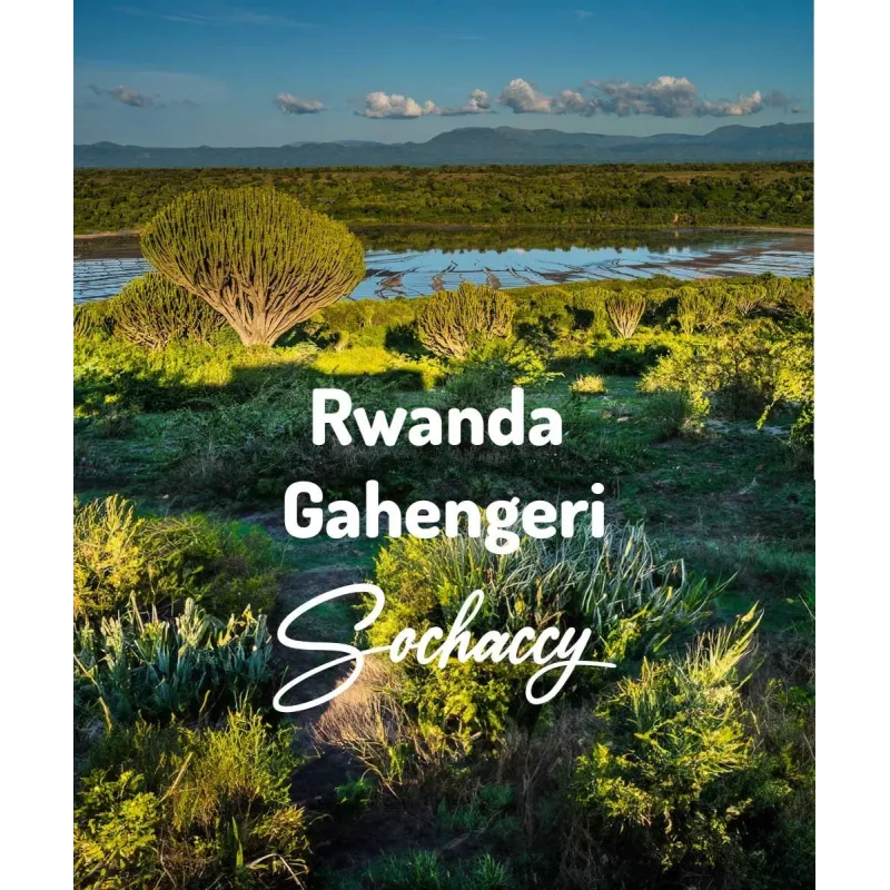 Plantacja kawy Rwanda Gahengeri — Rwamagana, Rwanda, świeżo palona Arabica