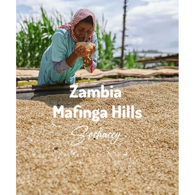 Plantacja kawy Zambia Mafinga Hills — Northern Province, Zambia, świeżo palona Arabica