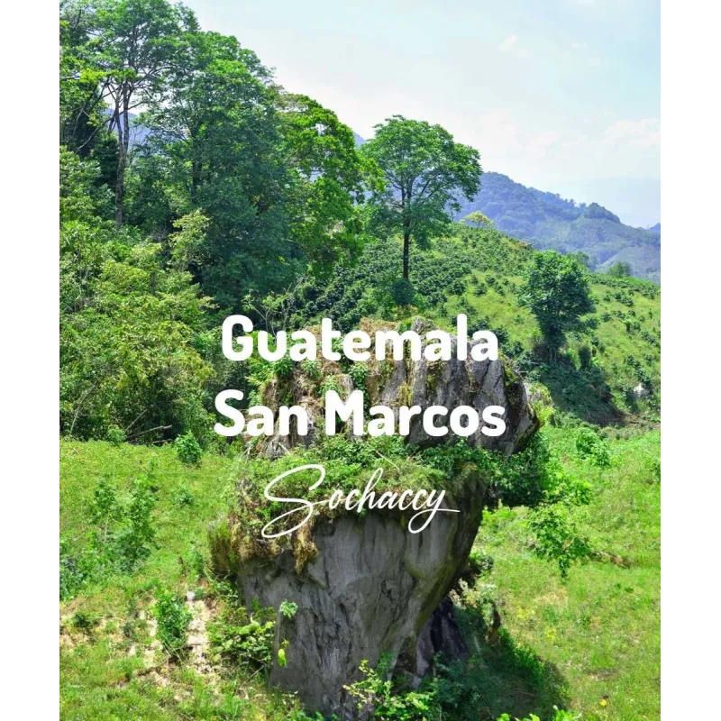 Plantacja kawy Gwatemala San Marcos — San Marcos, Gwatemala, świeżo palona Arabica