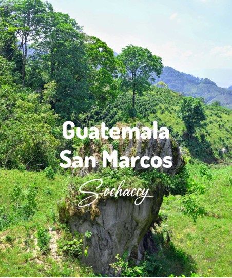 Kawa ziarnista Gwatemala San Marcos