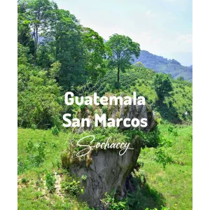 Plantacja kawy Gwatemala San Marcos — San Marcos, Gwatemala, świeżo palona Arabica