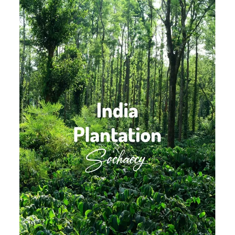 Plantacja kawy India Plantation — Karnataka, Indie, świeżo palona Arabica