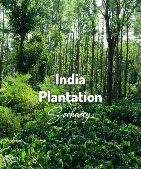 Kawa ziarnista India Plantation