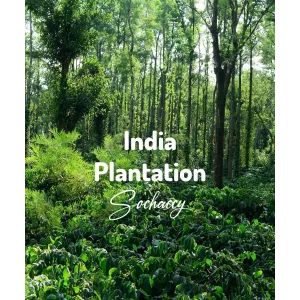 Plantacja kawy India Plantation — Karnataka, Indie, świeżo palona Arabica