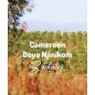 Kamerun Boyo Njinikom | Kawa Ziarnista | Świeżo Palona Arabica
