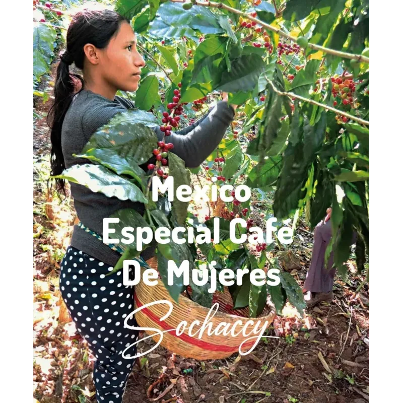 Plantacja kawy Meksyk Especial Café De Mujeres — Chiapas, Meksyk, świeżo palona Arabica