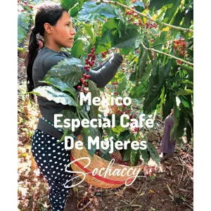 Plantacja kawy Meksyk Especial Café De Mujeres — Chiapas, Meksyk, świeżo palona Arabica