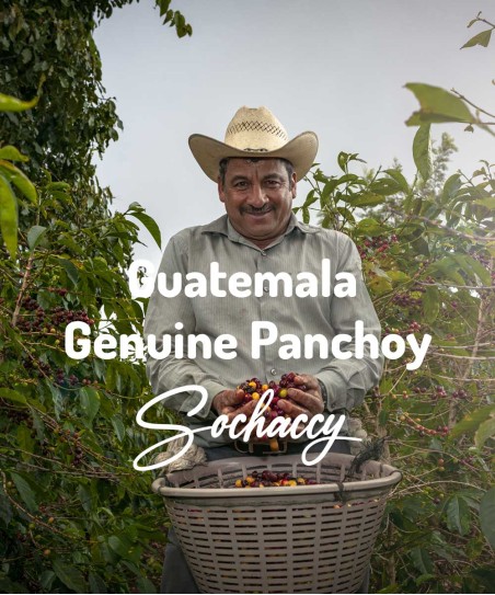 Kawa ziarnista świeżo palona Gwatemala Panchoy