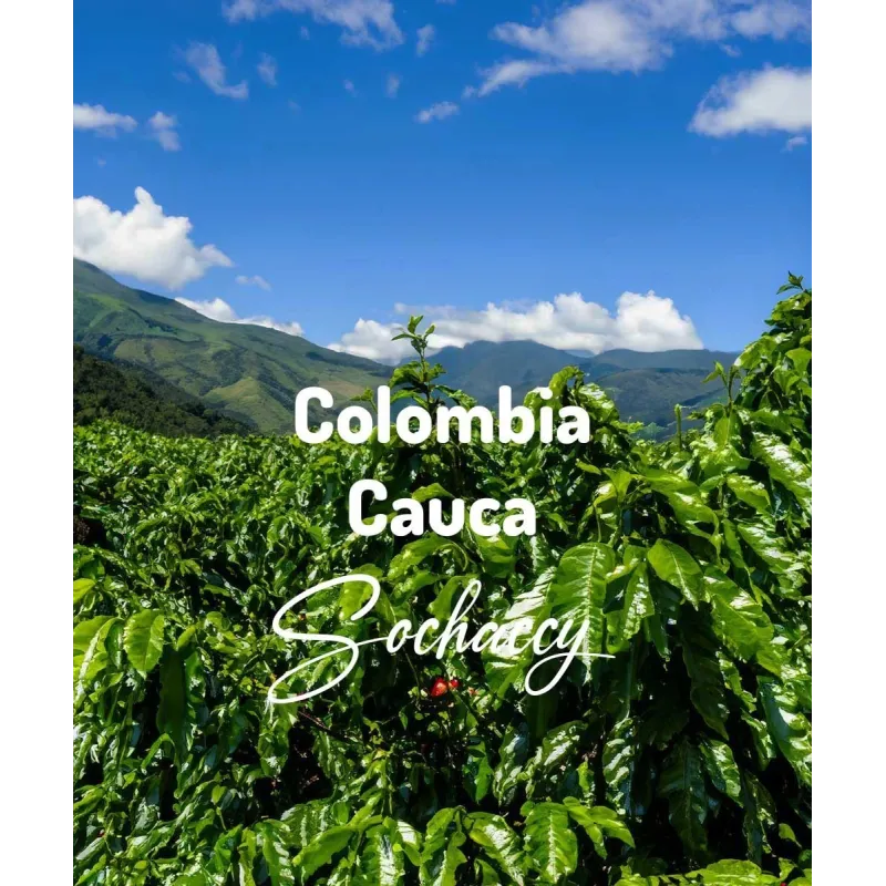 Plantacja kawy Kolumbia Cauca Popayán — Cauca, Kolumbia, uprawa Od 1 500 Do 2 000 m.n.p.m., świeżo palona Arabica