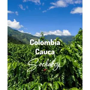 Plantacja kawy Kolumbia Cauca Popayán — Cauca, Kolumbia, uprawa Od 1 500 Do 2 000 m.n.p.m., świeżo palona Arabica