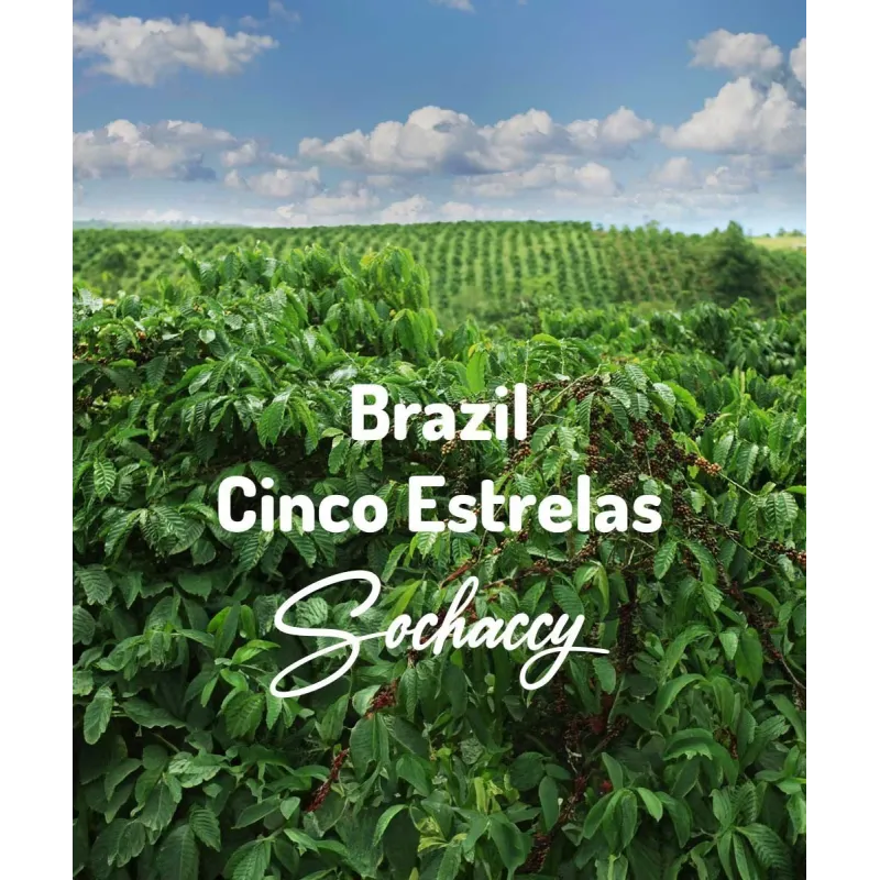 Plantacja kawy Brazylia Cinco Estrelas — Cerrado, Brazylia, świeżo palona Arabica