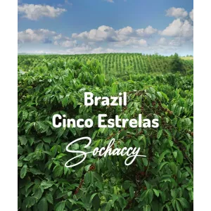 Plantacja kawy Brazylia Cinco Estrelas — Cerrado, Brazylia, świeżo palona Arabica