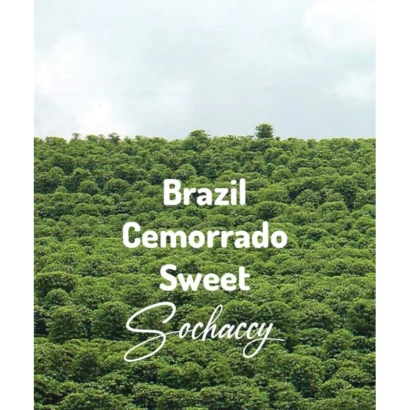 Plantacja kawy Brazylia Cemorrado Sweet — Cerrado, Brazylia, świeżo palona Arabica