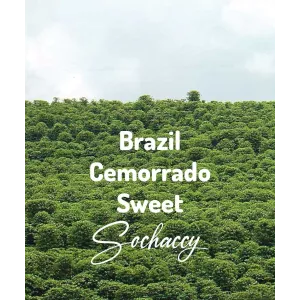 Plantacja kawy Brazylia Cemorrado Sweet — Cerrado, Brazylia, świeżo palona Arabica