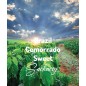 Brazylia Cemorrado Chocolate | Kawa Ziarnista | Świeżo Palona Arabica