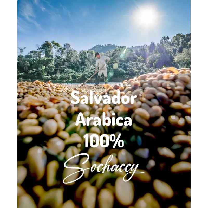 Plantacja kawy Salwador Arabica 100% 1kg — świeżo palona kawa ziarnista Palarnia Sochaccy