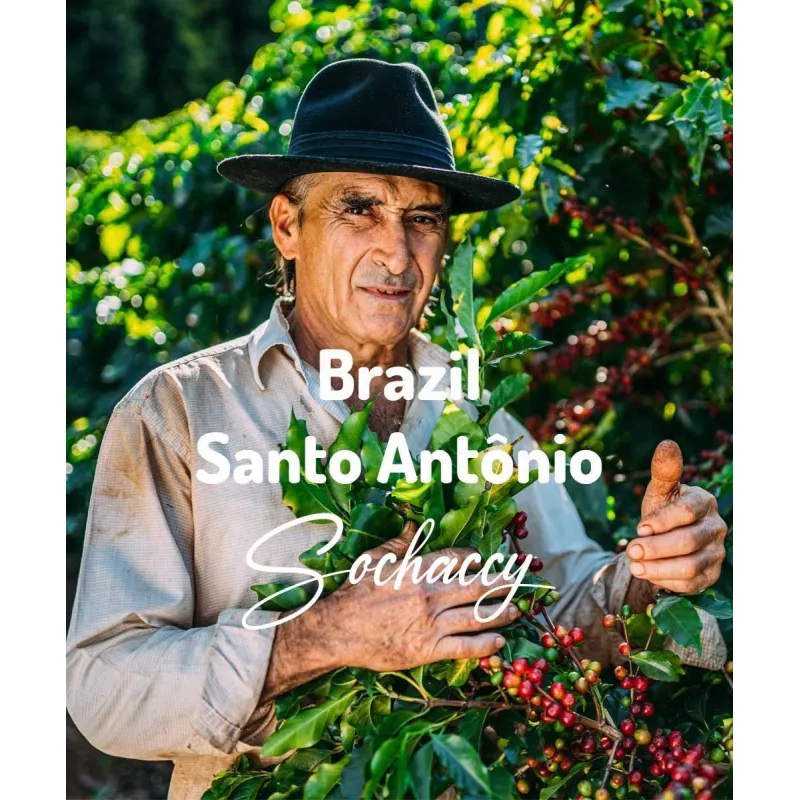 Plantacja kawy Brazylia Santo Antônio — Manhuaçu, Brazylia, świeżo palona Arabica