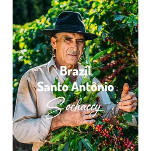 Plantacja kawy Brazylia Santo Antônio — Manhuaçu, Brazylia, świeżo palona Arabica
