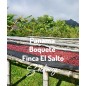 Panama Boquete Finca El Salto | Kawa Ziarnista | Świeżo Palona Arabica