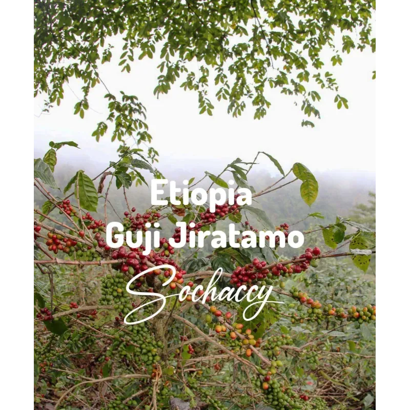 Plantacja kawy Etiopia Guji Jiratamo — Guji, Etiopia, świeżo palona Arabica