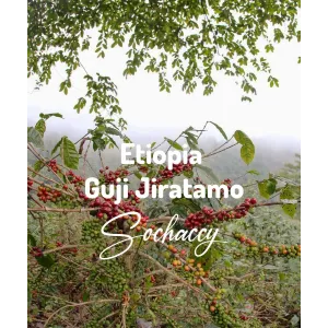 Plantacja kawy Etiopia Guji Jiratamo — Guji, Etiopia, świeżo palona Arabica