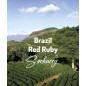 Brazylia Red Ruby | Kawa Ziarnista | Świeżo Palona Arabica
