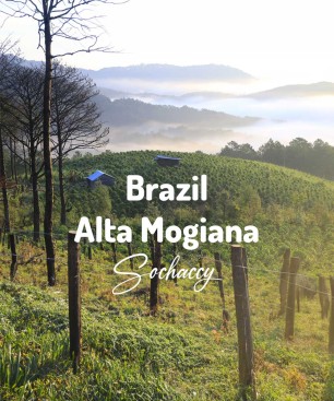 Kawa ziarnista świeżo palona Brazylia Mogiana