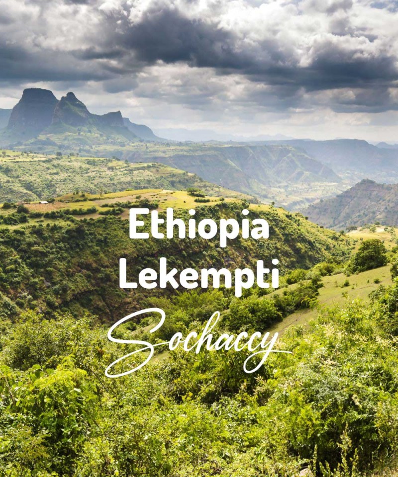Kawa ziarnista Etiopia Lekempti Palarnia Kawy Sochaccy