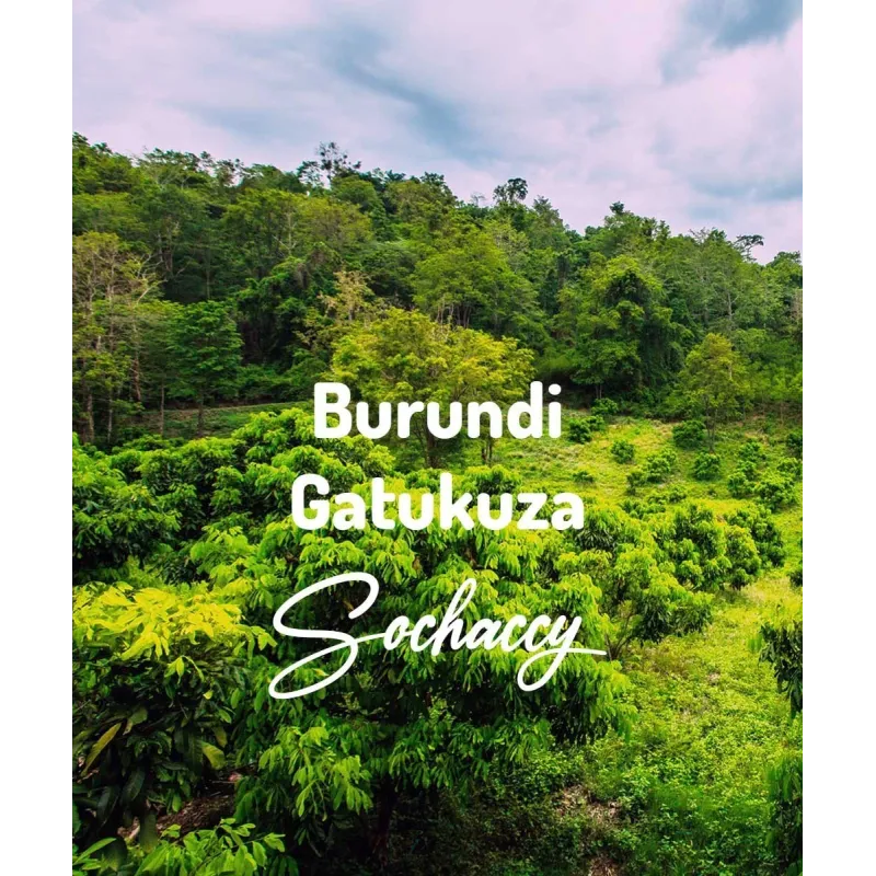 Plantacja kawy Burundi Gatukuza — Ngozi, Burundi, świeżo palona Arabica