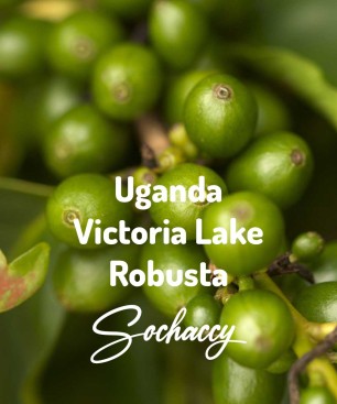 Uganda Victoria Lake Kawa Ziarnista Świeżo Palona Robusta