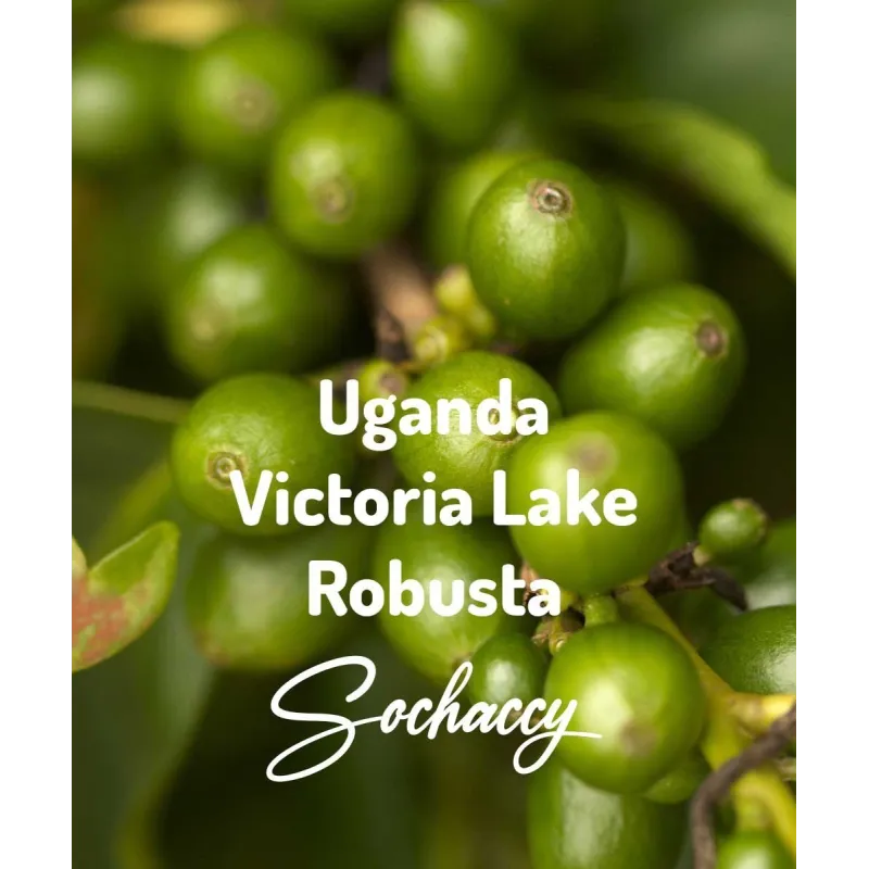 Plantacja kawy Uganda Victoria Lake — Victoria Lake, Uganda, świeżo palona Robusta