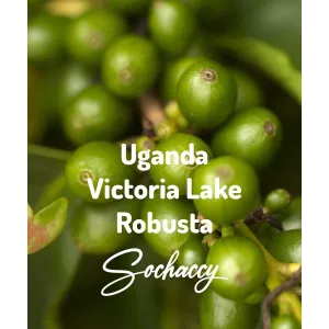 Plantacja kawy Uganda Victoria Lake — Victoria Lake, Uganda, świeżo palona Robusta