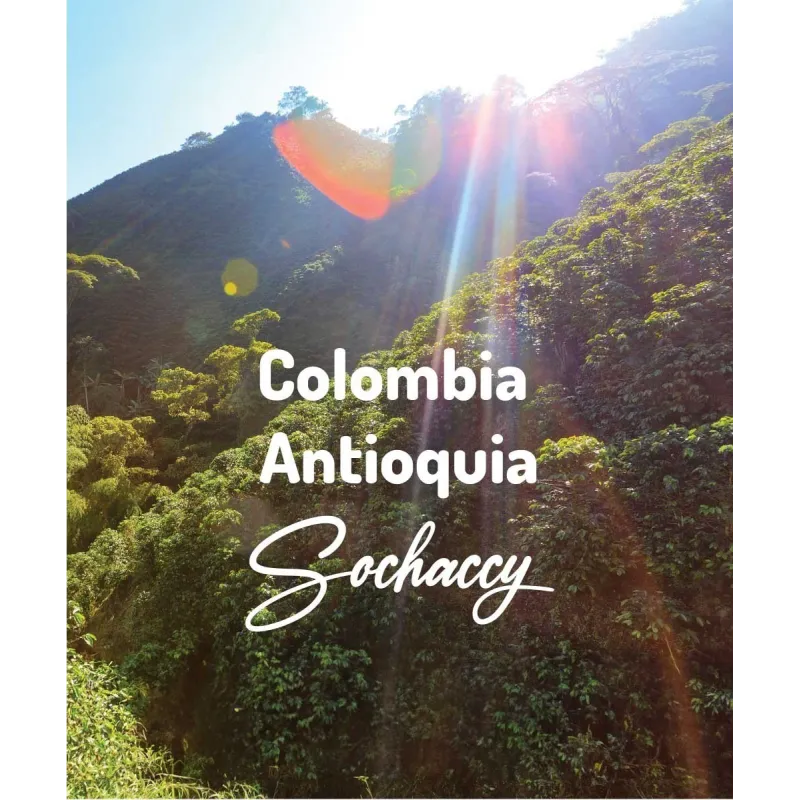 Plantacja kawy Kolumbia Antioquia — Antioquia, Kolumbia, świeżo palona Arabica