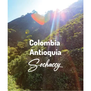 Plantacja kawy Kolumbia Antioquia — Antioquia, Kolumbia, świeżo palona Arabica