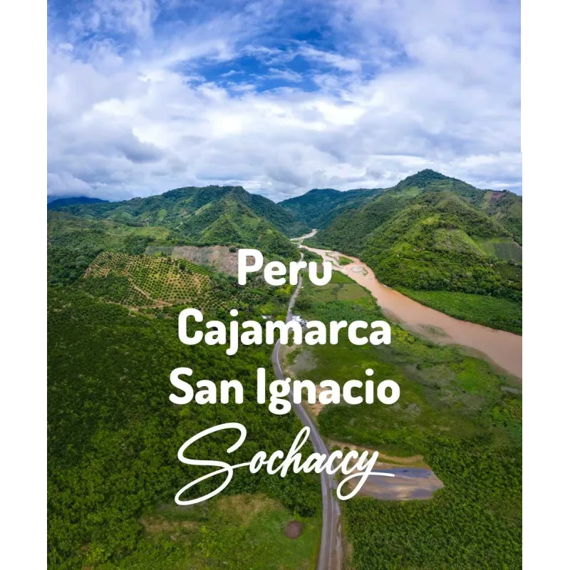 Plantacja kawy Peru Cajamarca San Ignacio — Cajamarca, Peru, świeżo palona Arabica