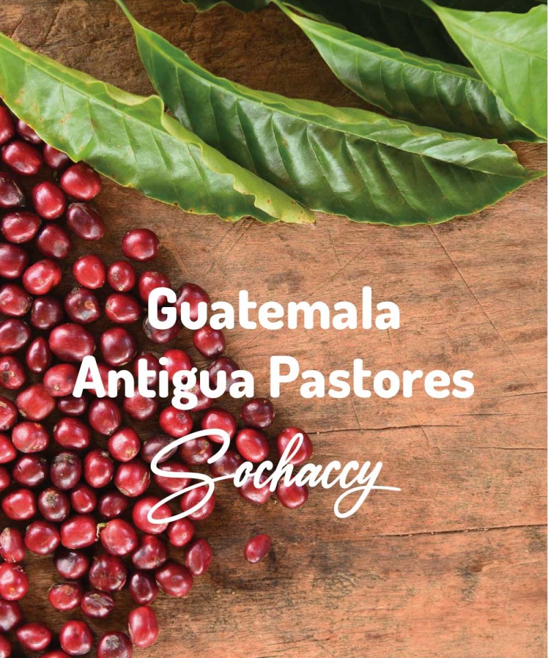 Gwatemala Antigua Pastores Kawa Ziarnista Świeżo Palona Arabica