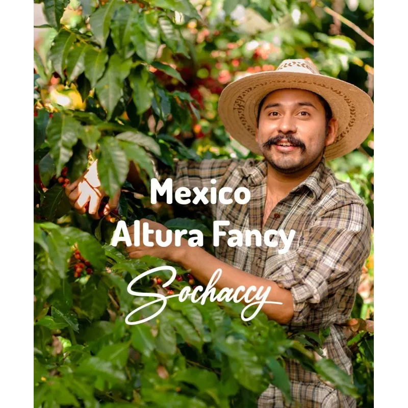 Plantacja kawy Meksyk Altura Fancy — Altura Fancy, Meksyk, świeżo palona Arabica