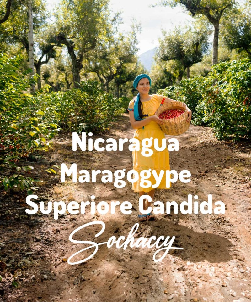 Nikaragua Maragogype Superiore Candida Kawa Ziarnista Świeżo Palona Arabica