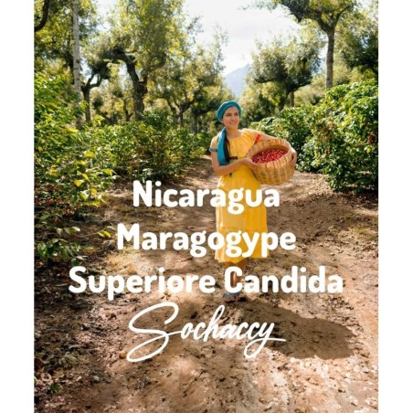 Nikaragua Maragogype Superiore Candida | Kawa Ziarnista | Świeżo Palona Arabica