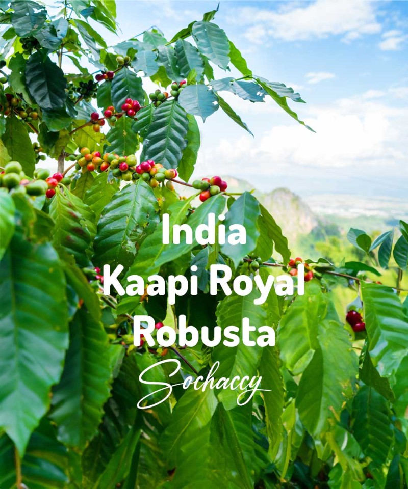 India Kaapi Royal Kawa Ziarnista Świeżo Palona Robusta